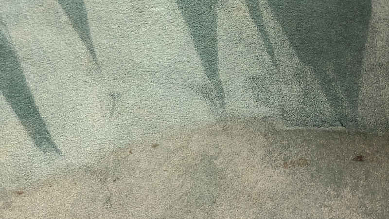 A1 Pro Cleaning - Carpet & Upholstery Cleaning - Carpet & Upholstery in Encino